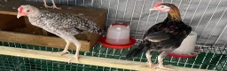 Chickens poultry for sale: 2 Modern game bantam cockerels  - Advert 6