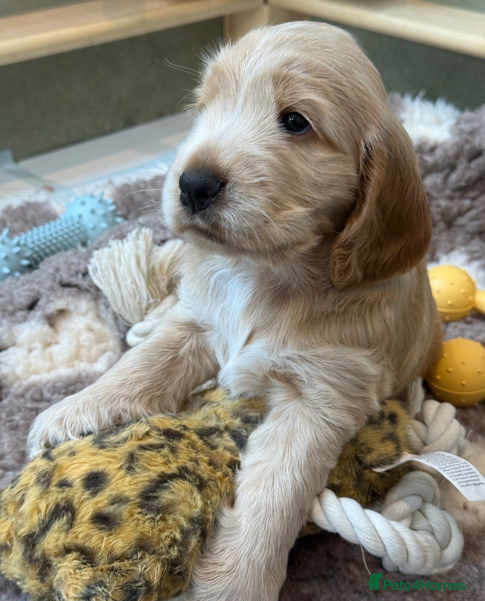 Cocker Spaniel dogs Show Type, KC Reg, Health Tested Parents - Advert 1