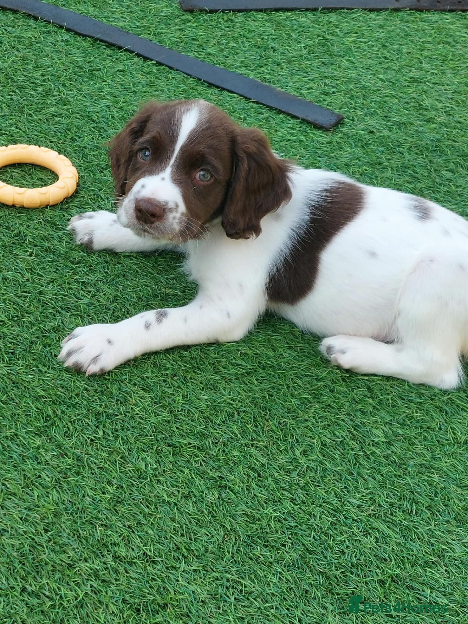 English Springer Spaniel dogs KC REg' English Springer Spaniel Pups for sale - Advert 2