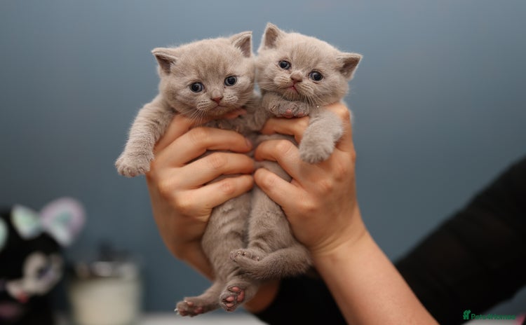 British Shorthair cats - Advert 2