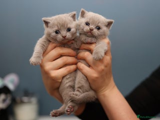 British Shorthair cats - Advert 16