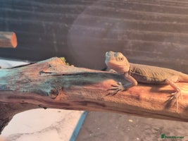 Bearded Dragon reptiles - Advert 8