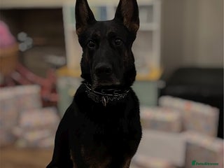 Mixed Breed dogs Loki - Belgian Malinois x German Shepherd - Intact - Advert 1