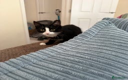British Longhair cats for sale: 5 month old male  kitten needs a forever home  - Image 1