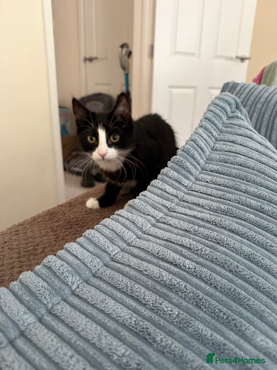British Longhair cats for sale: 5 month old male  kitten needs a forever home  - Image 1