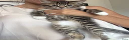 Mixed Breed cats for sale: 4, 8 week old kittens  - Advert 8