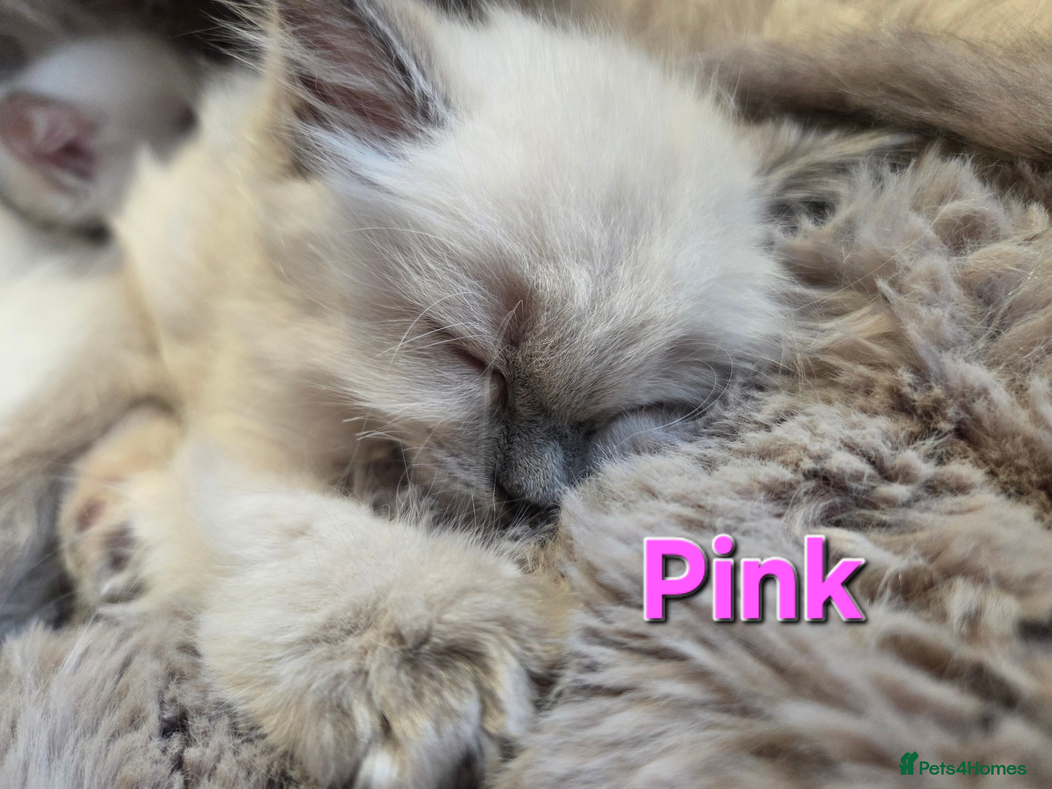Ragdoll cats 🏆GCCF REG. EXTENSIVELY TESTED RAGDOLL KITTENS🌟 - Advert 2