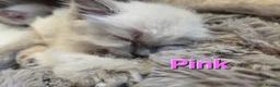 Ragdoll cats for sale: 🏆GCCF REG. EXTENSIVELY TESTED RAGDOLL KITTENS🌟 - Advert 2