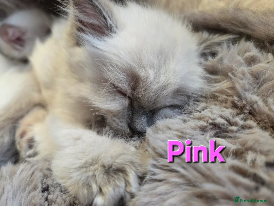 Ragdoll cats for sale: 🏆GCCF REG. EXTENSIVELY TESTED RAGDOLL KITTENS🌟 - Advert 2