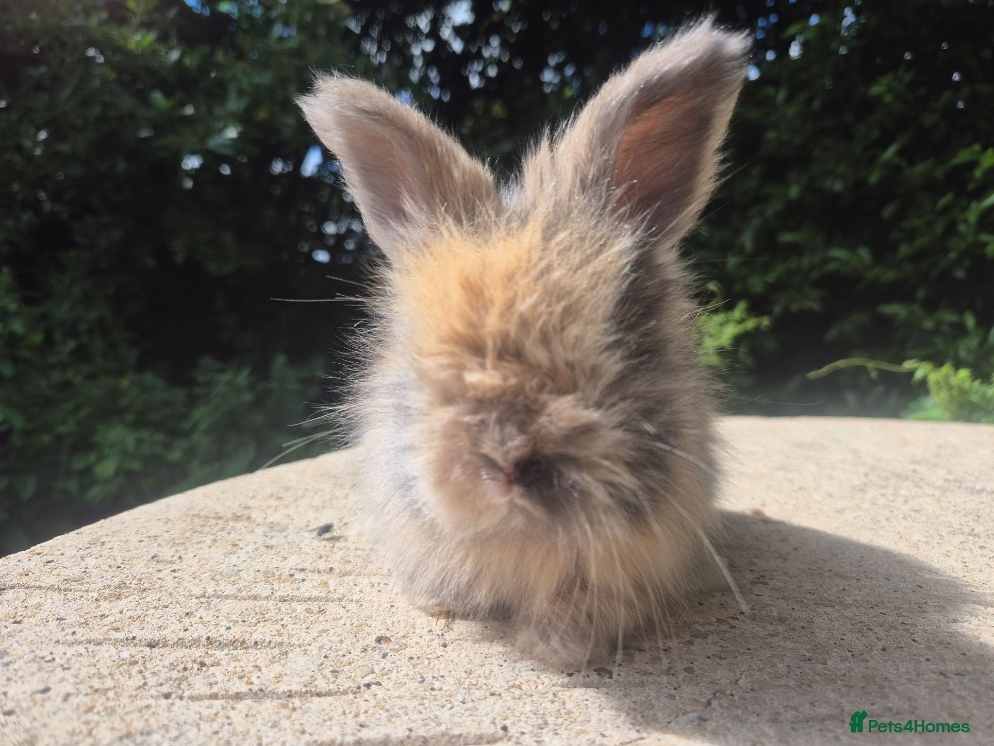 Angora rabbits 🌟STUNNING ANGORA BABIES- maxi full face 🌟 - Advert 2