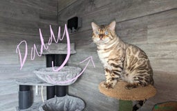 Bengal cats for sale: Beautiful Bengal Kittens ❤️  - Image 8