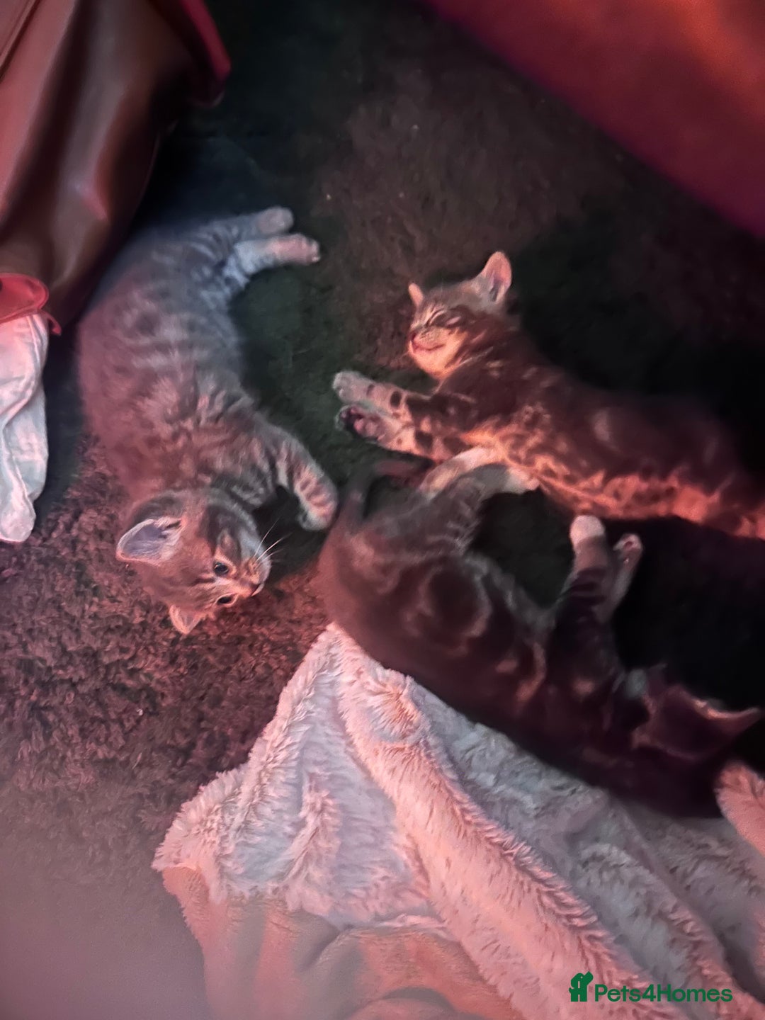 Mixed Breed cats for sale: 3 little grey cuties  - Advert 2