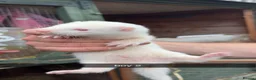 Ferret rodents for sale: Ferret kits for sale  - Advert 3