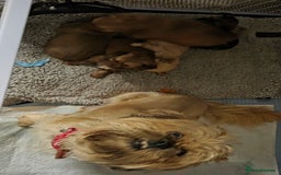 Shih Tzu dogs for sale: 5 stunning shihtzus - Advert 7