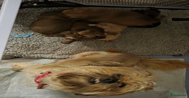 Shih Tzu dogs 5 stunning shihtzus - Advert 2