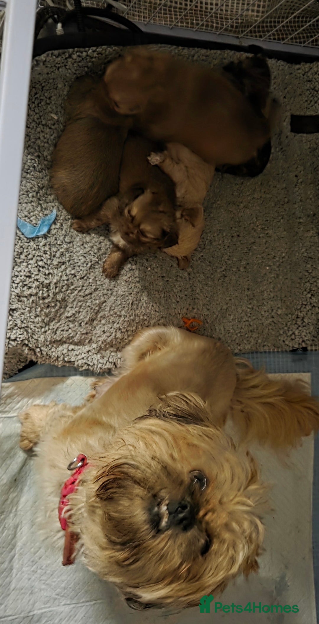 Shih Tzu dogs for sale: 5 stunning shihtzus - Advert 7