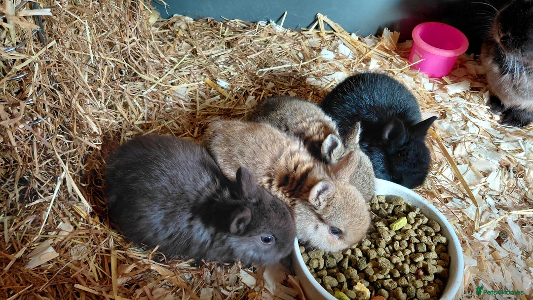 Netherland Dwarf rabbits for sale: Netherland dwarf BLACK & A CHOC BUCK  TO RESERVE  - Advert 19