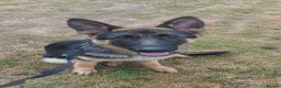 German Shepherd dogs for sale: Young German shepherd - Advert 3