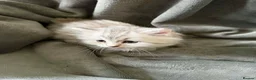 Persian cats for sale: Ready now, persian and cross  - Advert 9