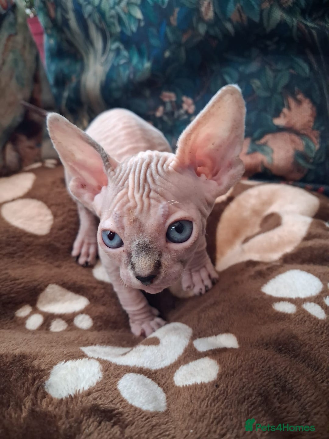 Sphynx cats for sale: Sphynx Kittens - Advert 6
