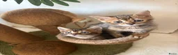 Bengal cats for sale: Bengal kittens pedigreed and registered - Advert 10