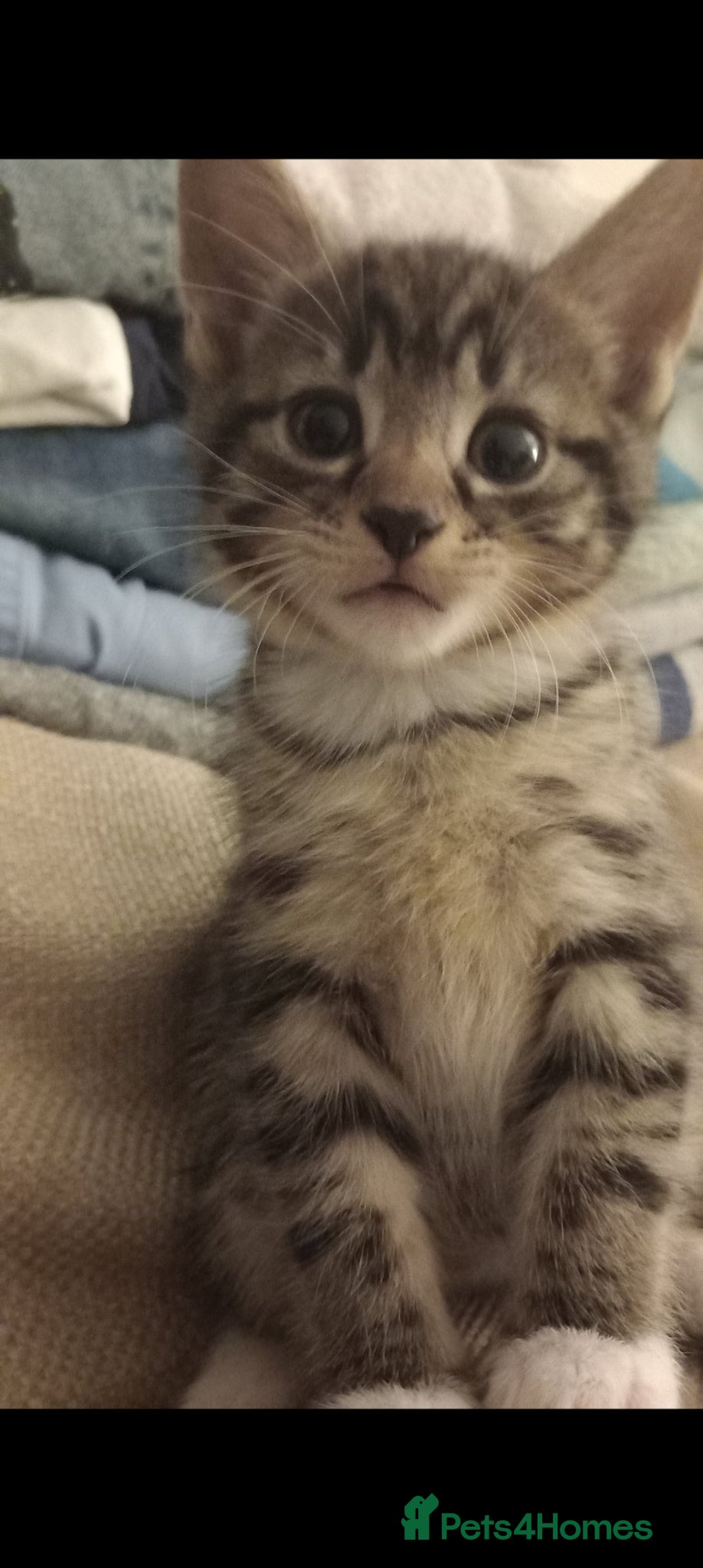 Mixed Breed cats One male kitten available - Advert 18