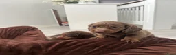 Miniature Dachshund dogs for sale: Miniature dachshund - Advert 6