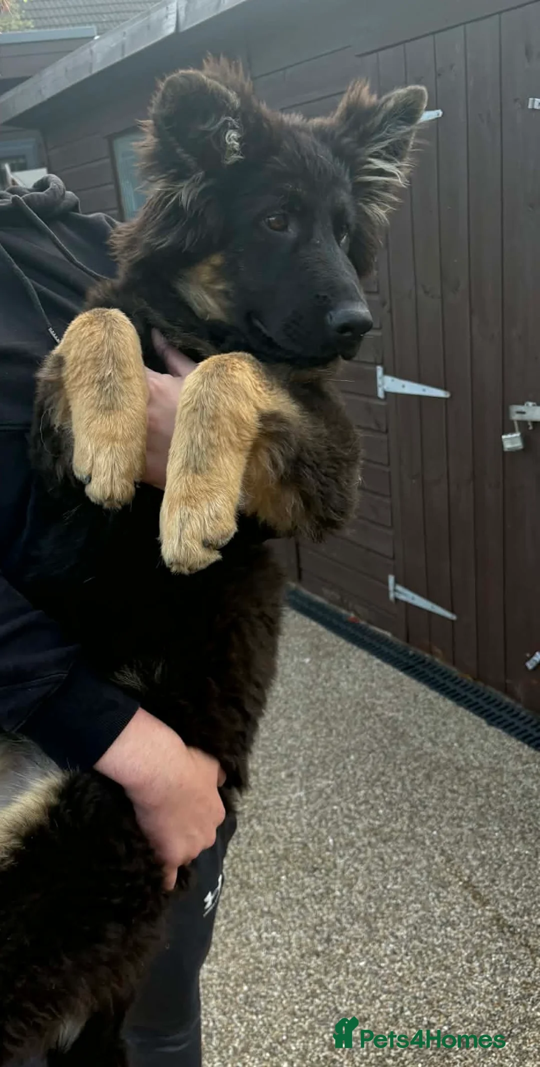 German Shepherd dogs for sale: German Shepard girl - Advert 3