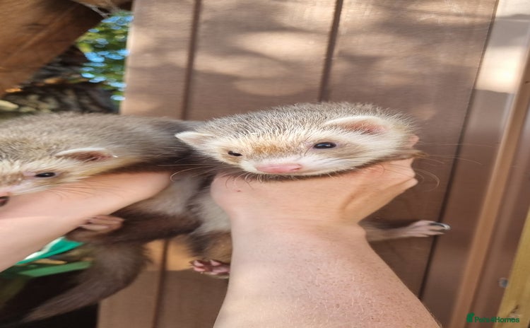 Ferret rodents - Advert 6