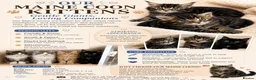 Maine Coon cats for sale: 🤩Sweet Lion Brown Torbie & White Tabby Maine Coon - Advert 17