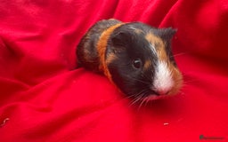 Guinea Pig rodents for sale: Mixed aged females  - Image 10