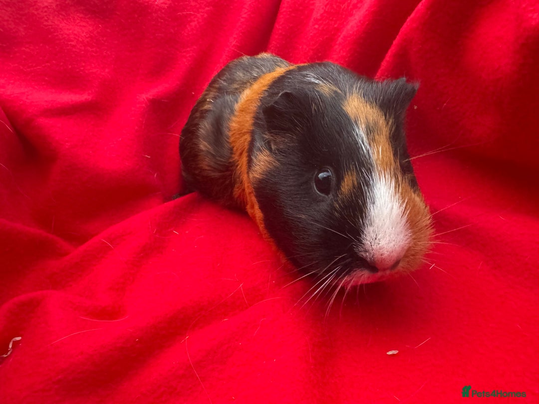 Guinea Pig rodents for sale: Mixed aged females  - Image 10