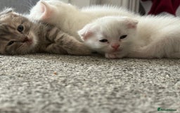 Scottish Fold cats for sale: 3 purring lovebugs - Image 1