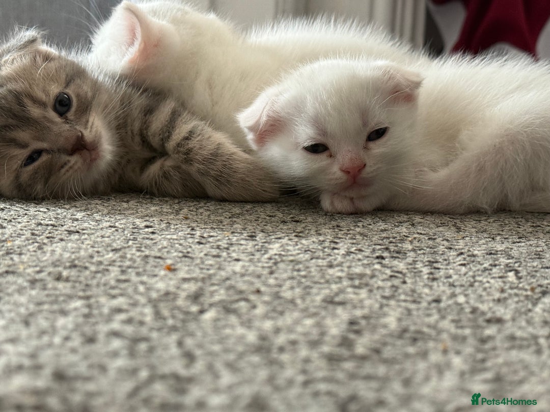 Scottish Fold cats for sale: 3 purring lovebugs - Image 1
