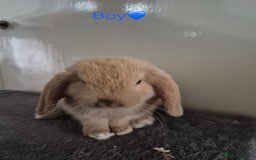 Mini Lop rabbits for sale: Bountiful mini lops - Image 8