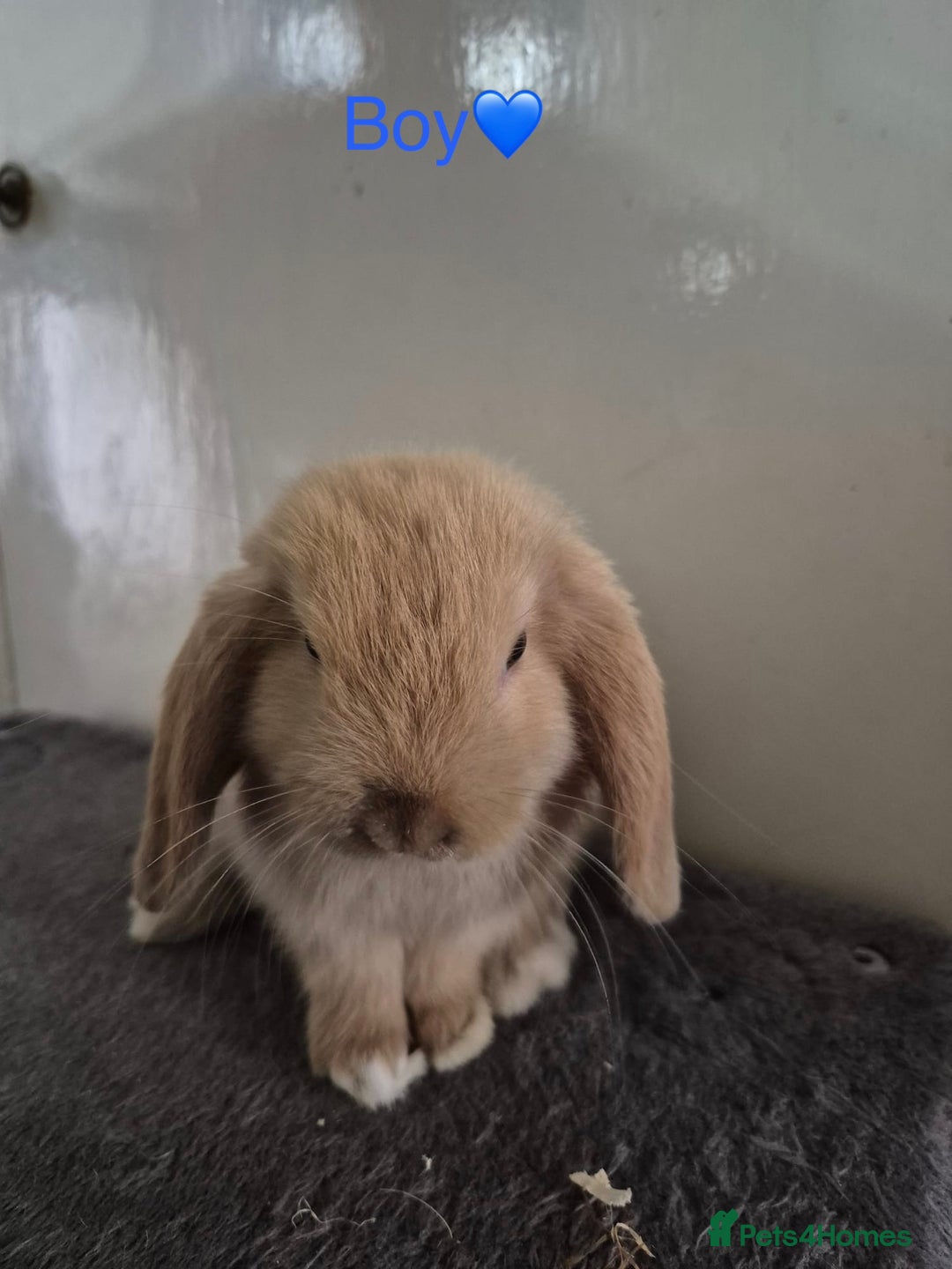Mini Lop rabbits for sale: Bountiful mini lops - Image 8