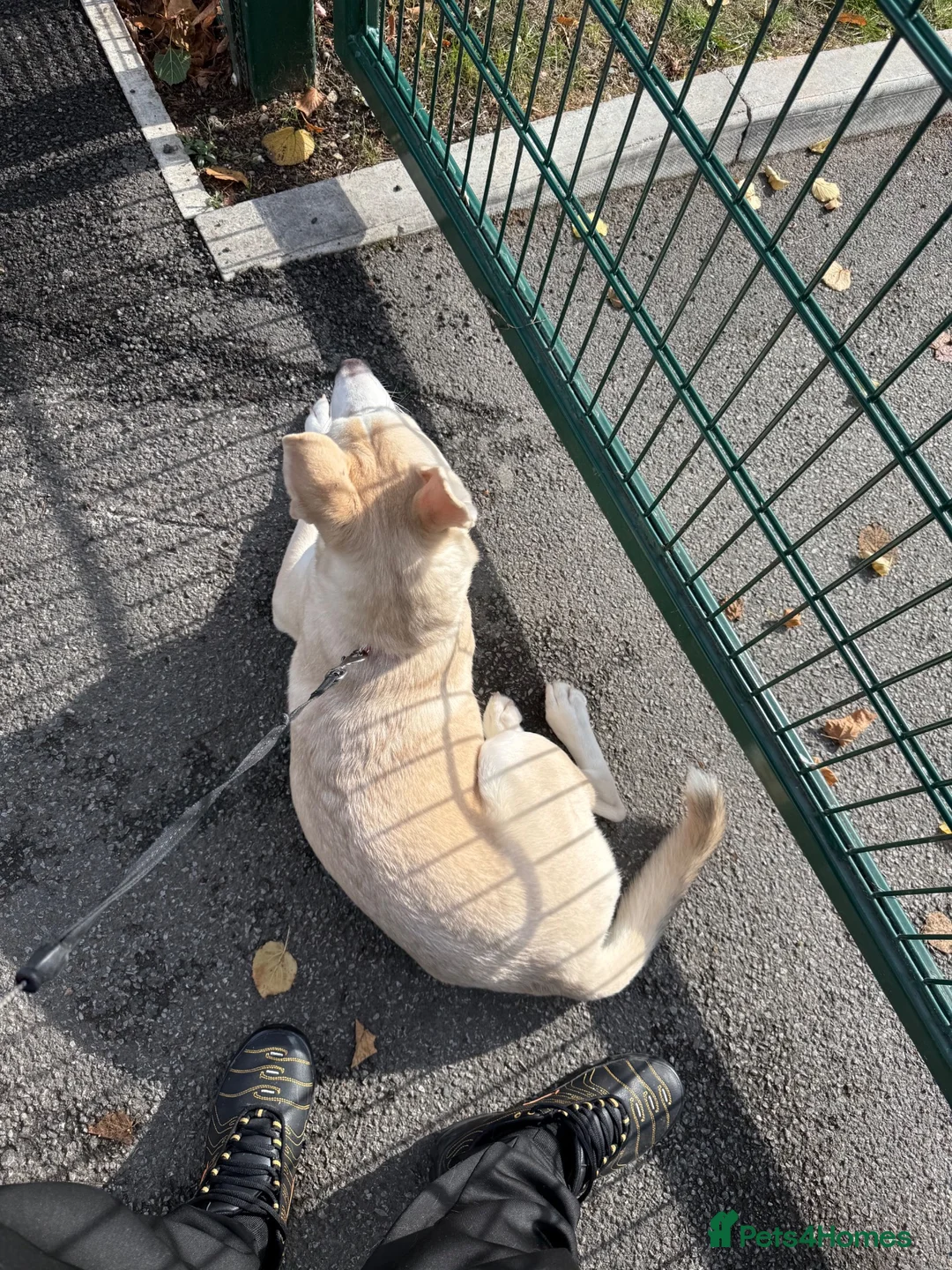 Mixed Breed dogs for sale: Rocky  in Mexborough - Advert 8