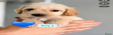 Mixed Breed 2