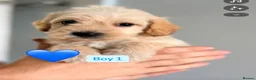 Mixed Breed dogs for sale: Cavapoochon x puppies  in Battle - Advert 7