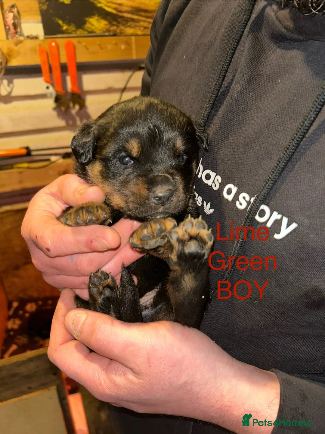 Rottweiler dogs for sale: CHUNKY BEAUTIFUL ROTTWEILERS   - Advert 7