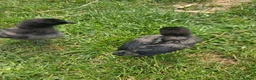 Chickens poultry for sale: Ayam Cemani Chicks  in Nuneaton - Advert 3