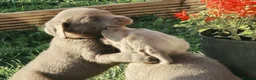 Labrador Retriever dogs for sale: Silver Labrador Retriever Puppies - Advert 32