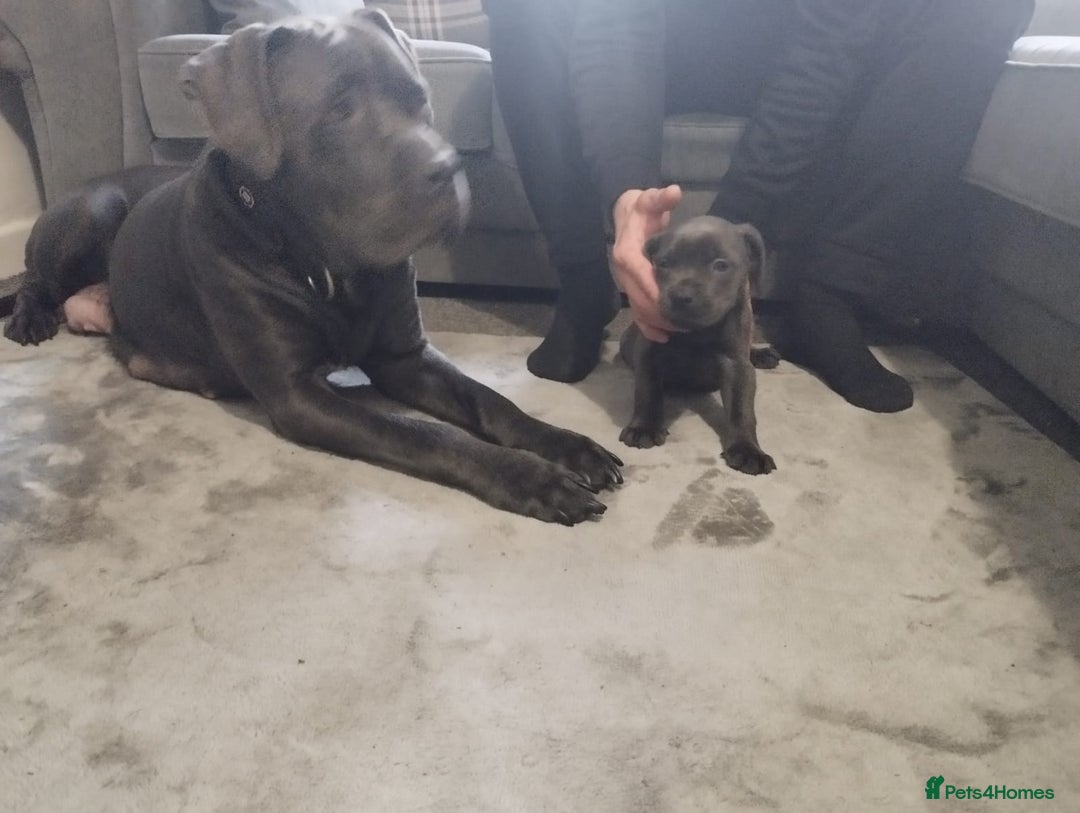 Cane Corso dogs for sale: Cane corsa - Image 3