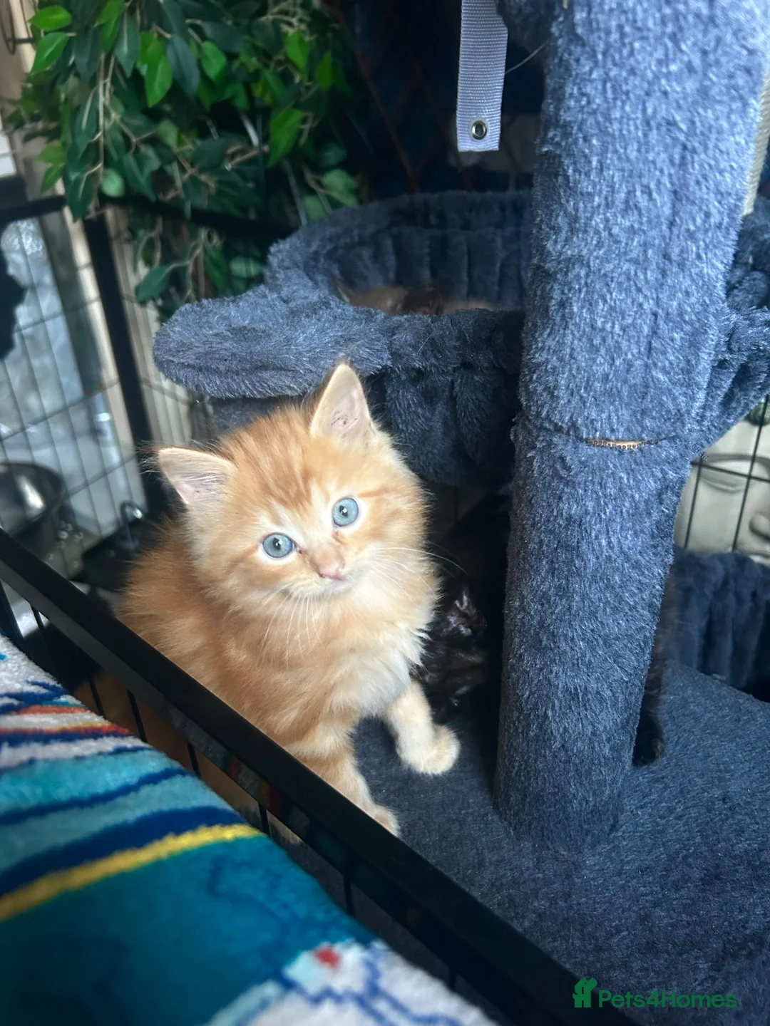 Ragdoll cats for sale: Tabby Ragdoll Kittens for Sale 🐯  - Advert 1