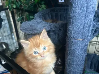 Ragdoll cats Tabby Ragdoll Kittens for Sale 🐯 - Advert 6