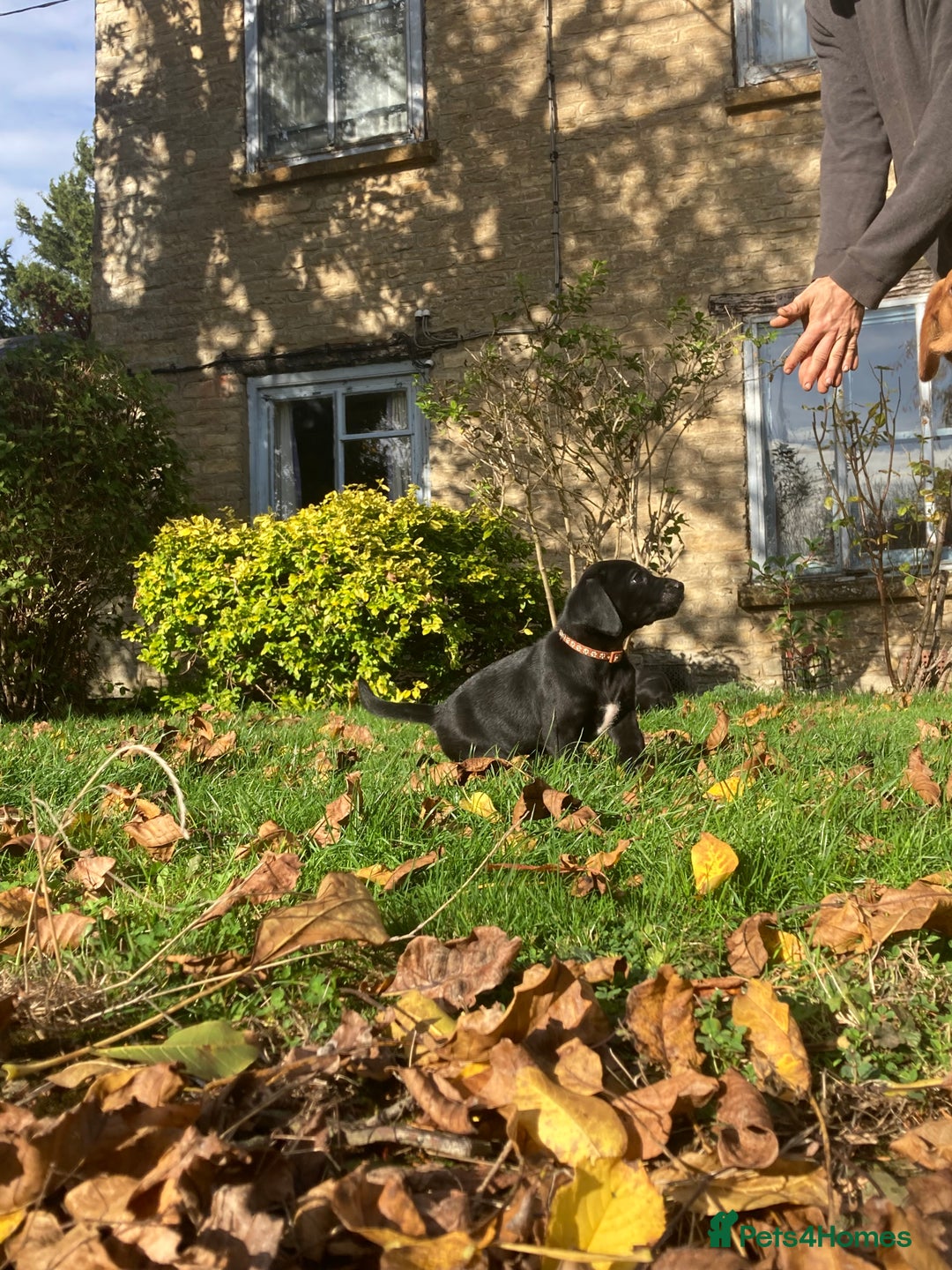 Labrador Retriever dogs for sale: 4x Black Dog Labrador Puppies - Image 6