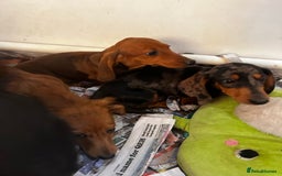 Miniature Dachshund dogs for sale: Stunning Puppies - Advert 6