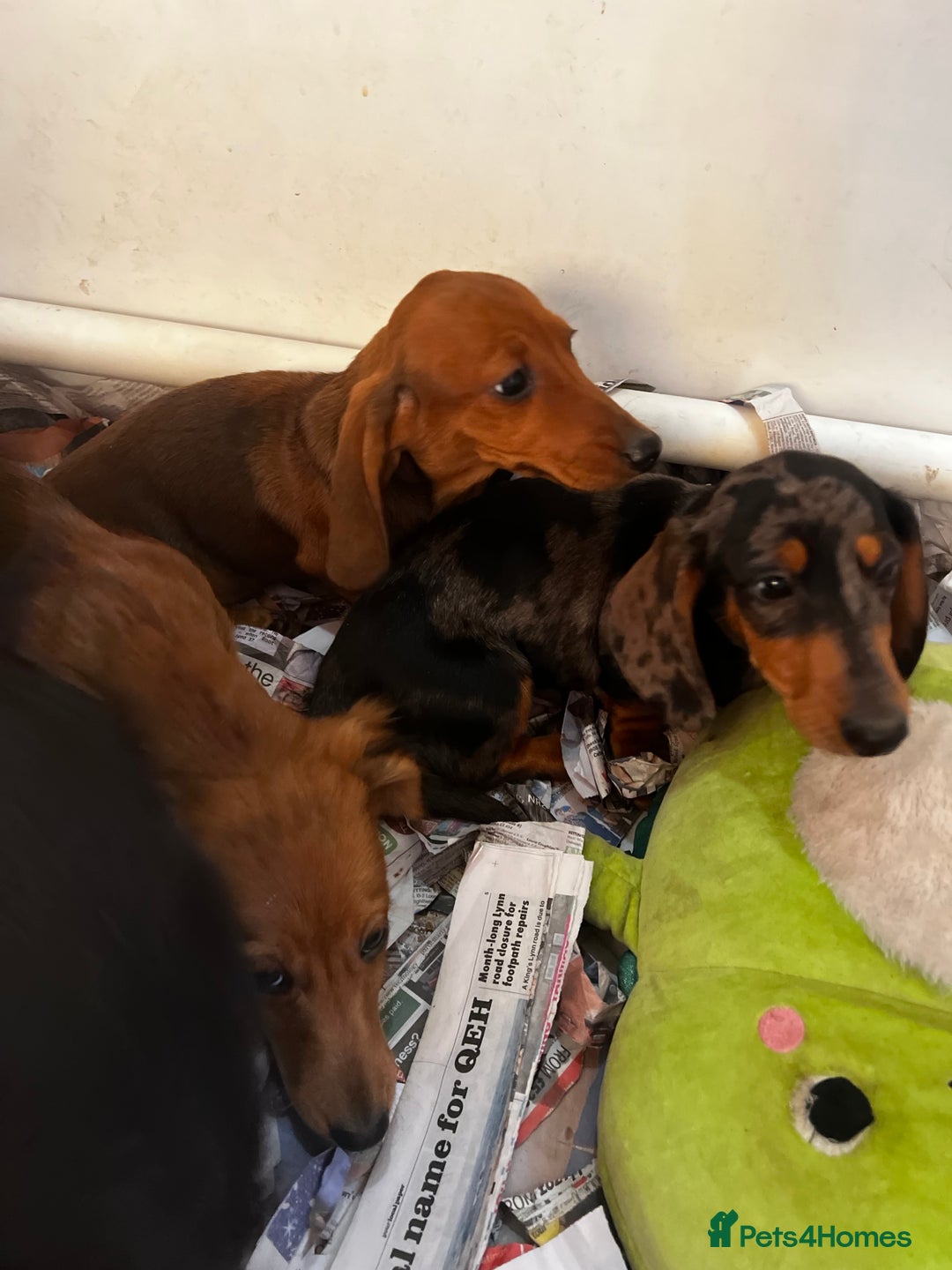 Miniature Dachshund dogs for sale: Stunning Puppies - Advert 6