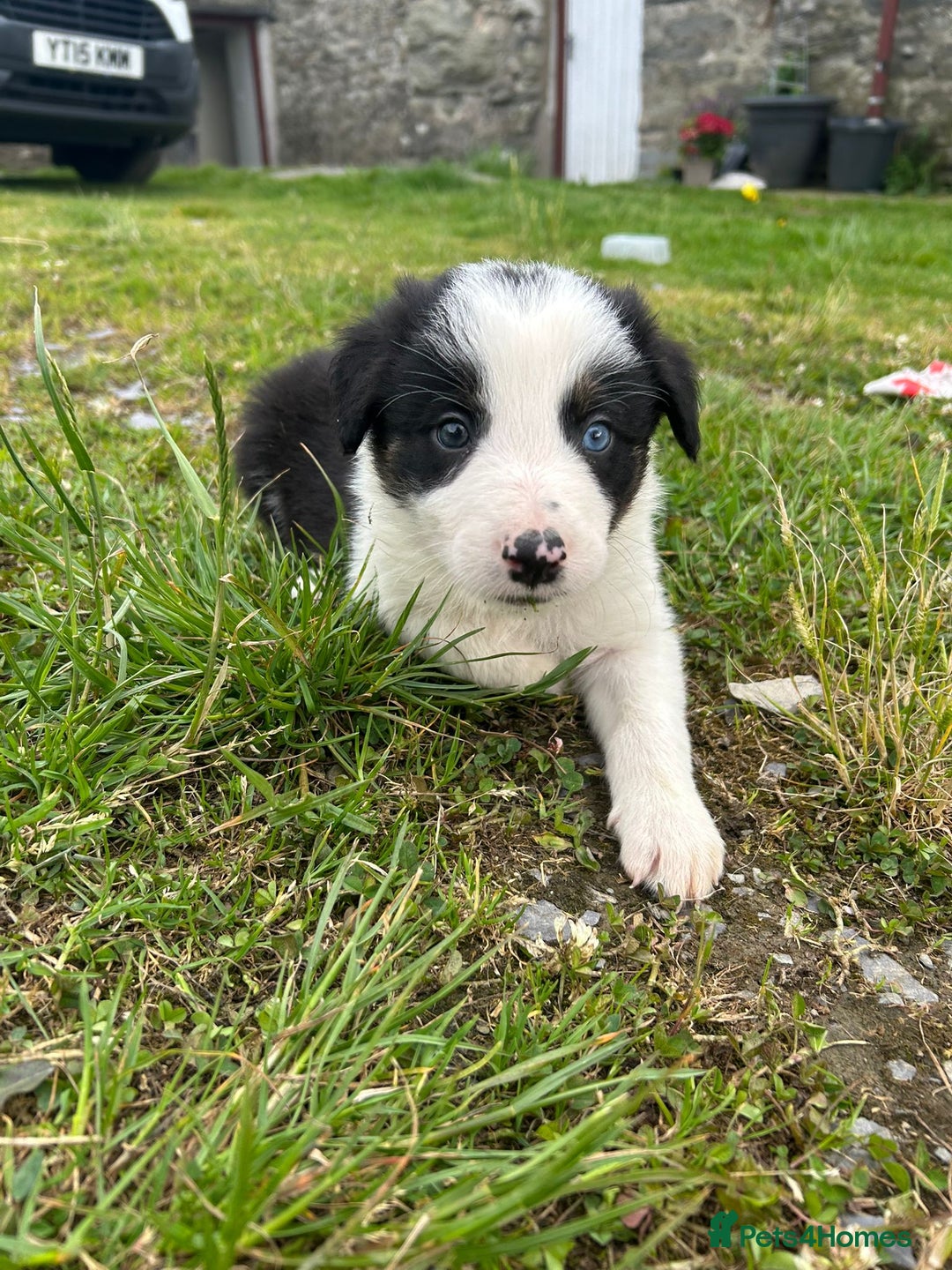 Mixed Breed dogs for sale: Beautiful Border Collie pups - Image 10