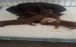 Dachshund dogs for sale: Puppies  - Image 3